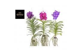 Vanda hybriden Vanda Mix XXL - Colour Mix 1 tak/plnt