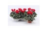 Cyclamen pers. super serie picasso Cyclaam Super Serie Picasso Red22 c