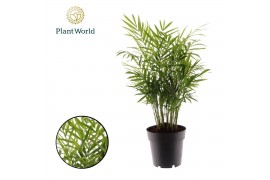 Chamaedorea elegans Chamaedorea elegans 26 pp