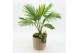 Arrangementen kamerplanten GRCR-2627 Green Essentials 2 pp 