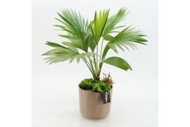 Arrangementen kamerplanten GRCR-2627 Green Essentials 2 pp