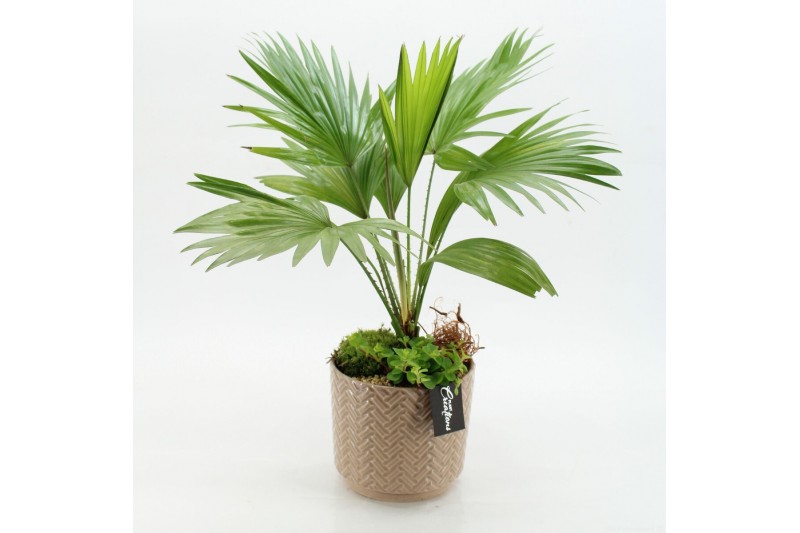 Arrangementen kamerplanten GRCR-2627 Green Essentials 2 pp 