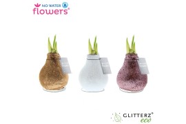 Hippeastrum gewaxt No Water Flowers Glitterz® Charm mix2 tak/plnt