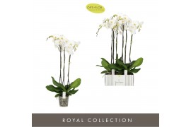 Phalaenopsis wit Fortuno Alto 3 spike18 bl. 3 tak/plnt 2000 gram