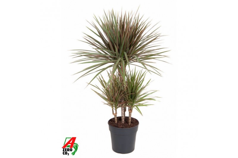 Dracaena marg. bicolor Dracaena Bicolor 45-carrouselpp 