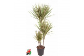 Dracaena marg. bicolor Dracaena Bicolor 60-30-153 pp