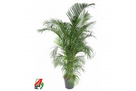 Dypsis lutescens Dypsis Lutescens(Areca) P31-17020 pp