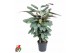 Calathea Calathea Silverstar2 pp zonder bloem bl. 