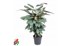 Calathea Calathea Silverstar2 pp zonder bloem bl.