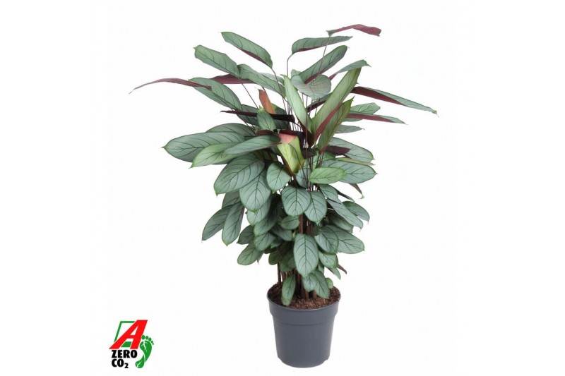 Calathea Calathea Silverstar2 pp zonder bloem bl. 