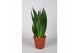 Sansevieria trifasciata Sansevieria Dark Diamond 