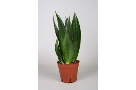 Sansevieria trifasciata Sansevieria Dark Diamond