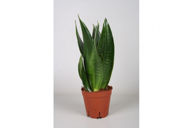 Sansevieria trifasciata Sansevieria Dark Diamond 