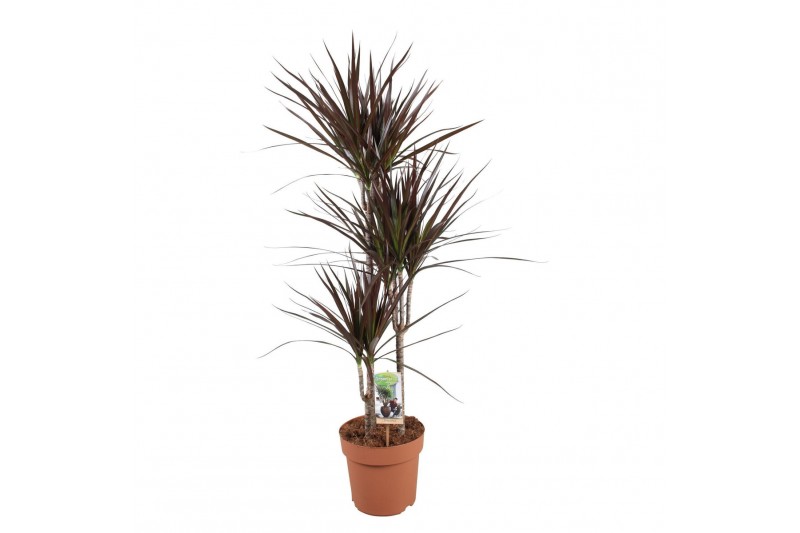 Dracaena marg. magenta Dracaena Magenta 60-30-153 pp 
