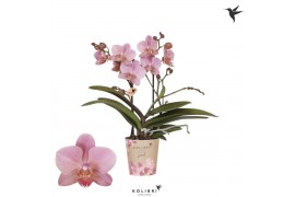 Phalaenopsis multiflora anthura treviso Kolibri Orchids Phalaenopsis J