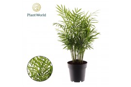 Chamaedorea elegans Chamaedorea elegans 26 pp