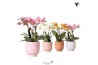 Phalaenopsis mix Kolibri Orchids Phalaenopsis Jewel mix 4 spike in Gla