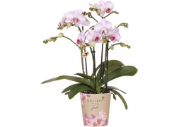 Phalaenopsis multiflora roze Kolibri Orchids Phalaenopsis Jewel pink 4