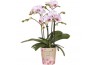 Phalaenopsis multiflora roze Kolibri Orchids Phalaenopsis Jewel pink 4
