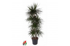 Dracaena marg. magenta Dracaena Magenta 120-carrouselpp