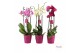 Phalaenopsis Deco mix - 3/4 tak 25 bl. 3 tak/plnt 2 pp 