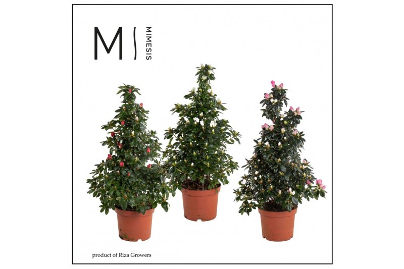 Rhododendron simsii hellmut vogel mix Piramide Mix 