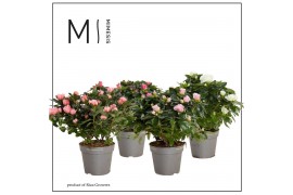 Rhododendron simsii mix Azalea AIKO Mix - 12cm | Mimesis25 cm diameter