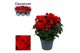 Begonia elatior du. baladin rood Begonia baladin rood Decorumpp 