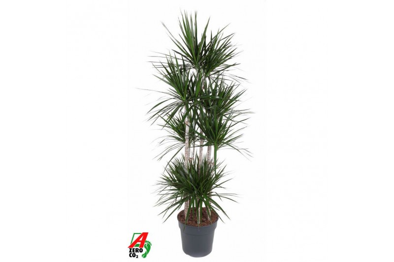 Dracaena marginata Dracaena Marginata 120-carrouselpp 
