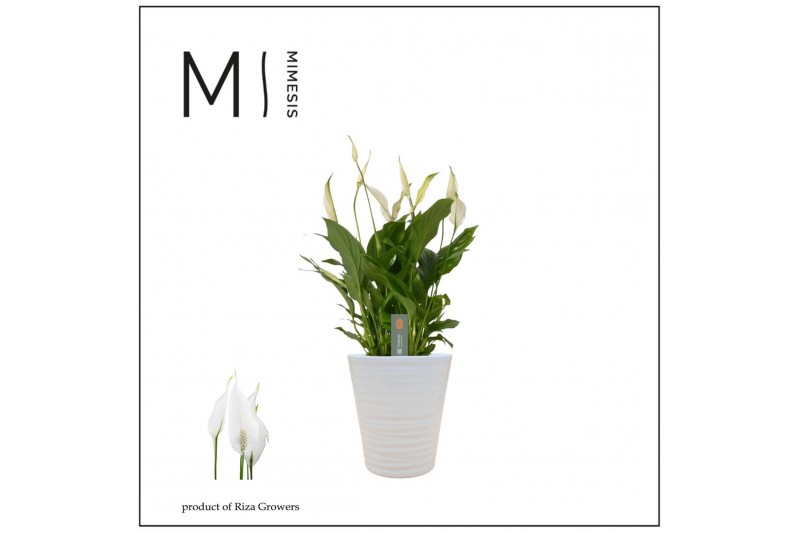 Spathiphyllum bellini 8+ - In wave Keramiek 