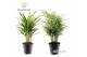 Dypsis lutescens Palmen Mix XL 26 pp 