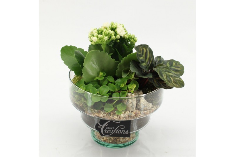 Arrangementen kamerplanten ESCR-2627W Essentials 3 pp 