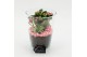 Arrangementen kamerplanten ESCR-2625RZ Essentials 2 pp 