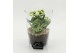 Arrangementen kamerplanten ESCR-2625W Essentials 2 pp 