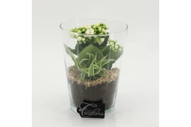 Arrangementen kamerplanten ESCR-2625W Essentials 2 pp