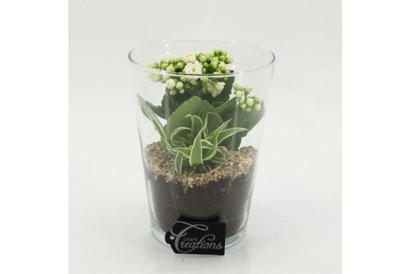 Arrangementen kamerplanten ESCR-2625W Essentials 2 pp 