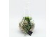 Arrangementen kamerplanten ESCR-2632W Essentials terrarium 2 pp 