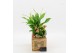 Arrangementen kamerplanten ESCR-2609RZ Essentials 2 pp 