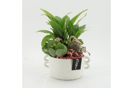 Arrangementen kamerplanten ESCR-2638RZ Essentials 3 pp