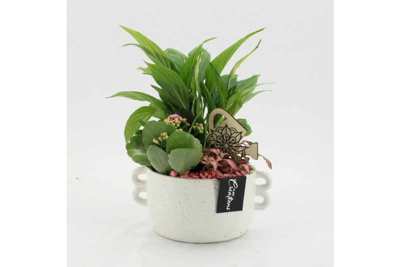 Arrangementen kamerplanten ESCR-2638RZ Essentials 3 pp 