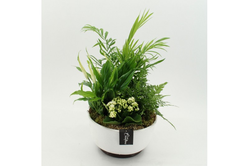 Arrangementen kamerplanten ESCR-2640W Essentials 4 pp 