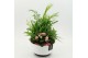 Arrangementen kamerplanten ESCR-2640RZ Essentials 4 pp 