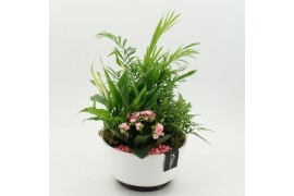 Arrangementen kamerplanten ESCR-2640RZ Essentials 4 pp
