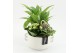 Arrangementen kamerplanten ESCR-2638W Essentials 3 pp 