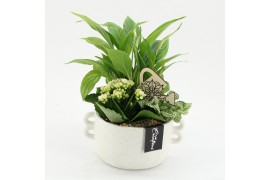 Arrangementen kamerplanten ESCR-2638W Essentials 3 pp
