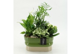 Arrangementen kamerplanten ESCR-2620W Essentials 4 pp