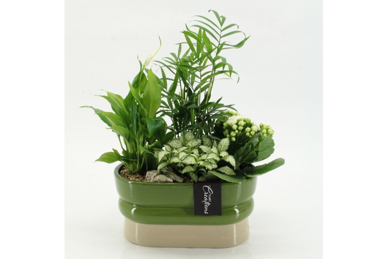 Arrangementen kamerplanten ESCR-2620W Essentials 4 pp 