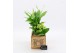 Arrangementen kamerplanten ESCR-2609W Essentials 2 pp 