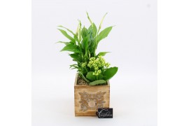 Arrangementen kamerplanten ESCR-2609W Essentials 2 pp