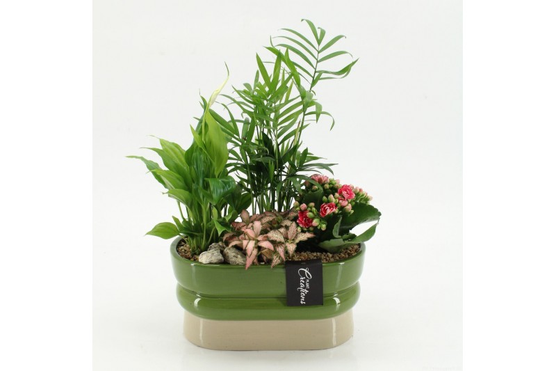 Arrangementen kamerplanten ESCR-2620RZ Essentials 4 pp 